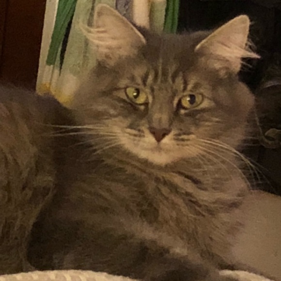 Meet your Posher, Lola - Picture 1 of 1